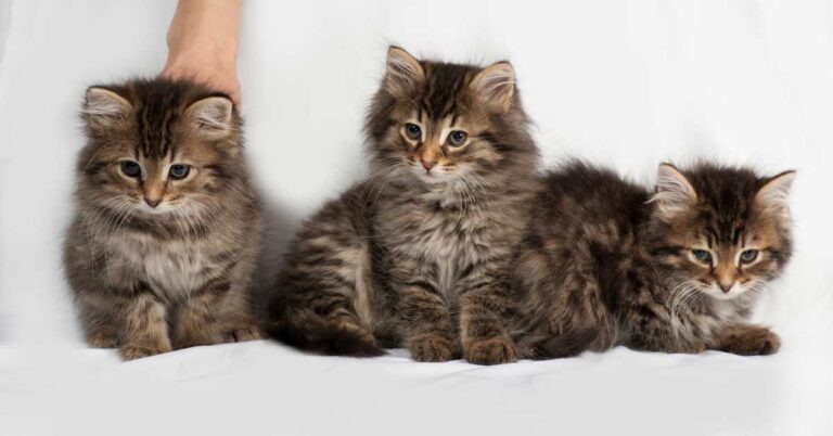 Buy Persian Kitten in Dhaka: The Ultimate Guide to Finding Healthy and Purebred Companions